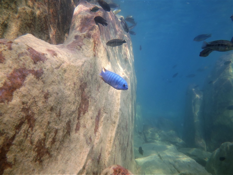 Labeotropheus fuelleborni 'Mbenji Island'